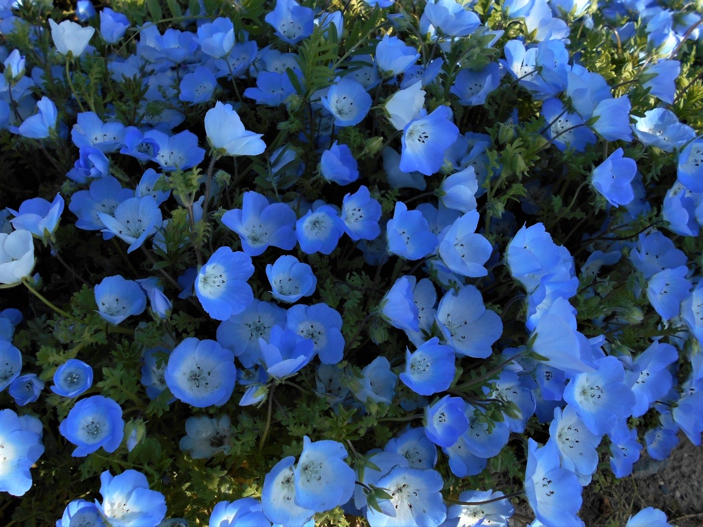 Nemophila Flowers