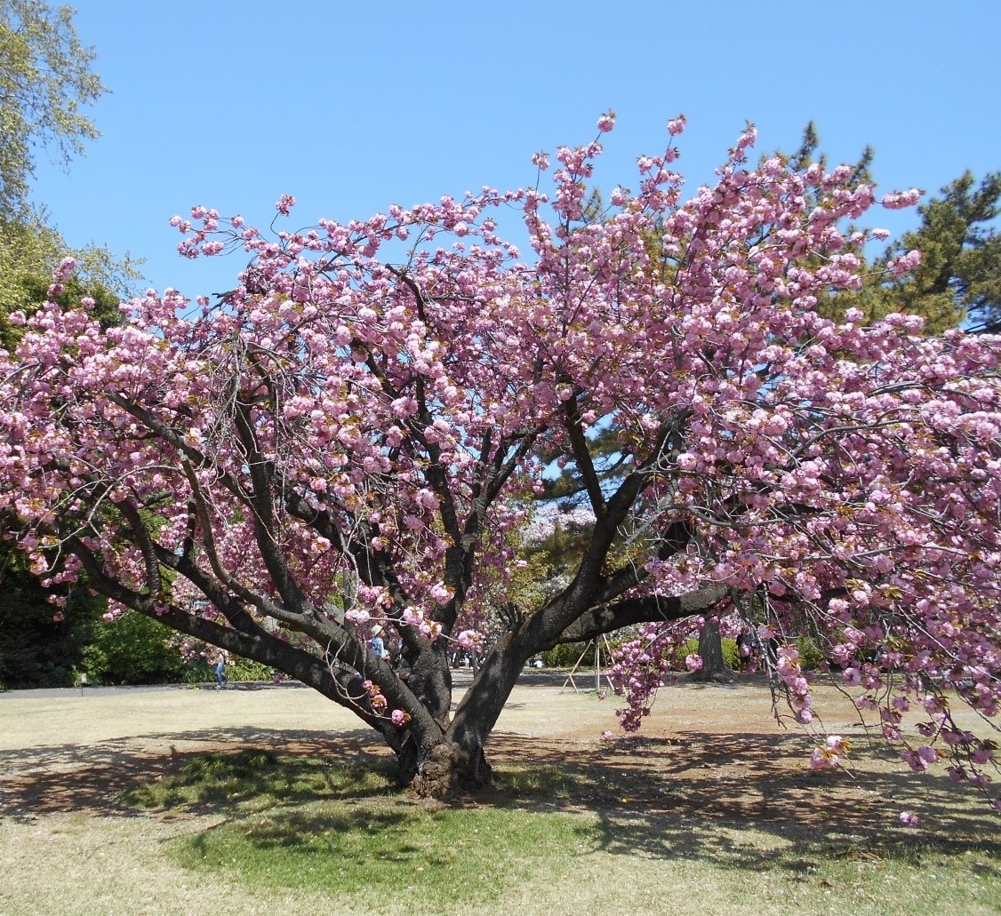 Gyoen Flower Garden, Shinjuku