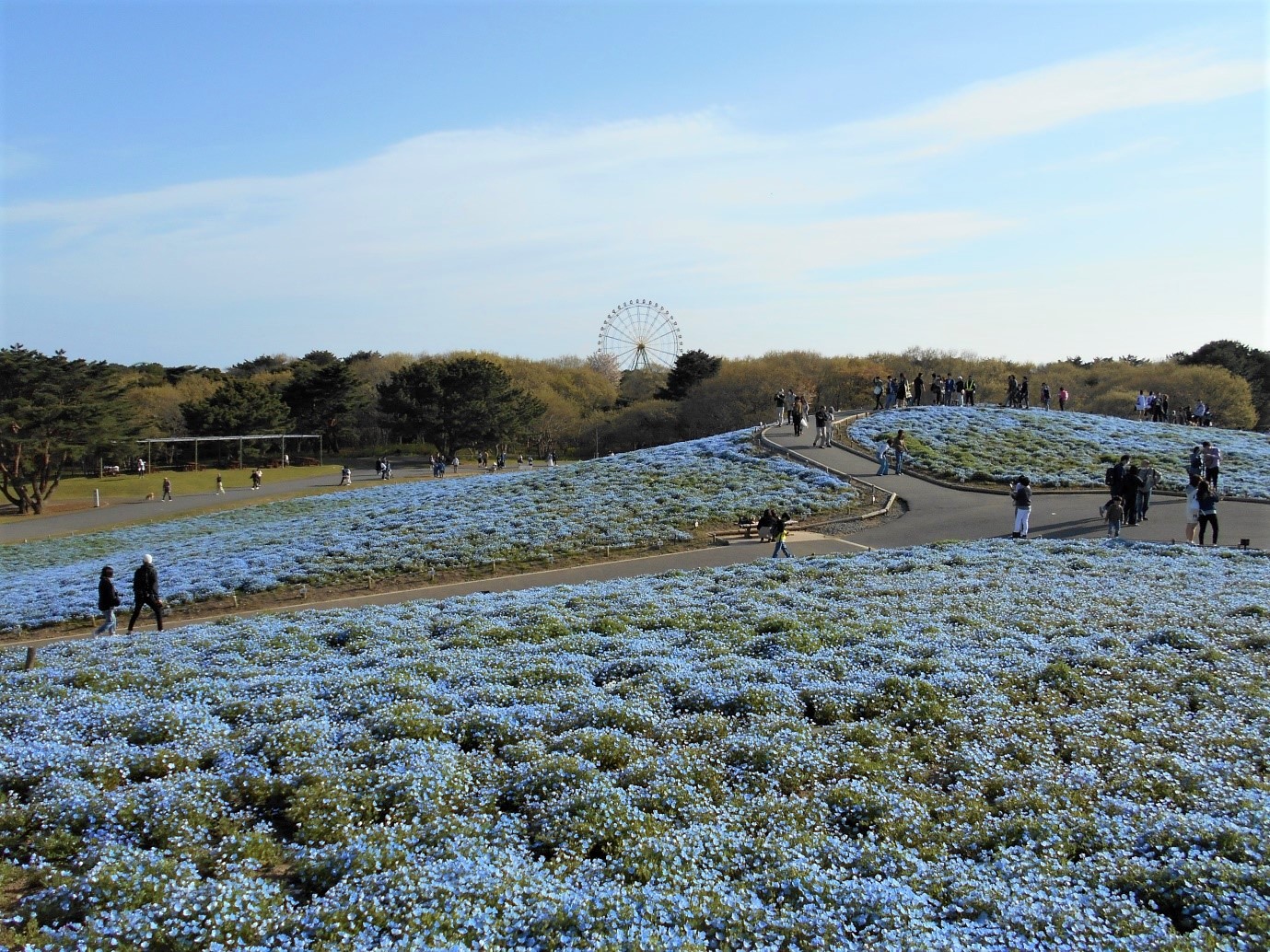 Hitachi Seaside Park