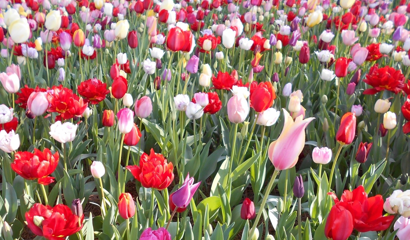 Tulips